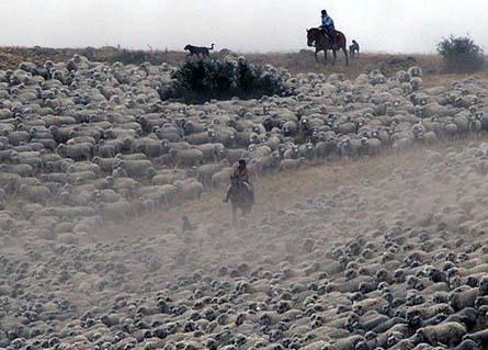 Arreo de ovejas
