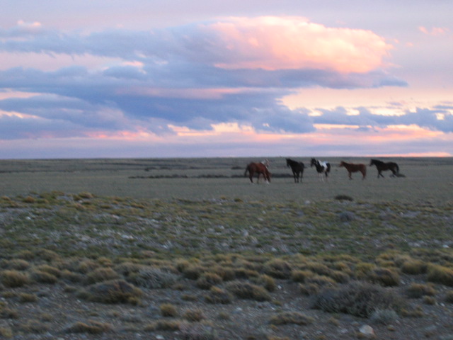 Caballos en la estepa patagónica
